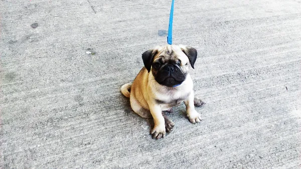 Jacksonville establishes a formal permit pathway for restaurants to allow dogs on outdoor patios legally